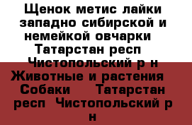 Щенок-метис лайки западно-сибирской и немейкой овчарки - Татарстан респ., Чистопольский р-н Животные и растения » Собаки   . Татарстан респ.,Чистопольский р-н